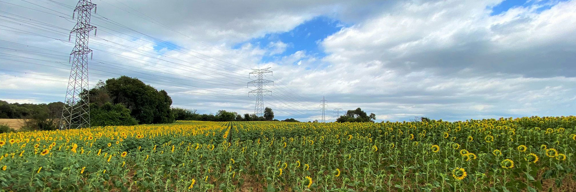 Campo de girasoles en Figueres